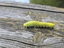 Attēlu rezultāti vaicājumam “Cimbex femoratus larva”