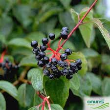 Attēlu rezultāti vaicājumam “Cornus sanguinea fruit”