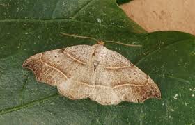 Attēlu rezultāti vaicājumam “Laspeyria flexula”