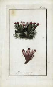 Attēlu rezultāti vaicājumam “Peltigera canina”