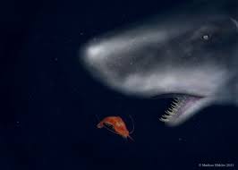 Image result for Kogia breviceps