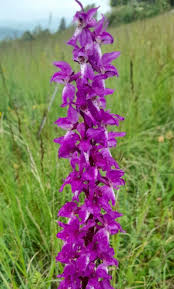 Attēlu rezultāti vaicājumam “Orchis mascula flower”