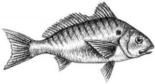 Image result for Leiostomus xanthurus
