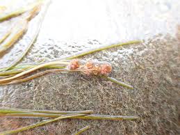 Attēlu rezultāti vaicājumam “Stuckenia filiformis flower”