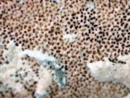 Attēlu rezultāti vaicājumam “Gloeoporus taxicola”