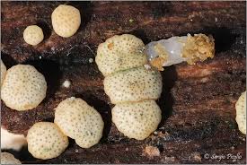 Attēlu rezultāti vaicājumam “Hypocrea gelatinosa”