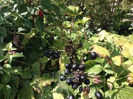 Attēlu rezultāti vaicājumam “Actaea spicata fruit”