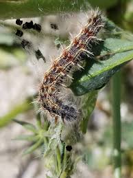 Attēlu rezultāti vaicājumam “Vanessa cardui underside”