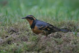 Image result for Ixoreus naevius