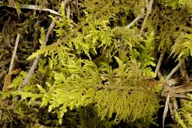 Attēlu rezultāti vaicājumam “Thuidium assimile”