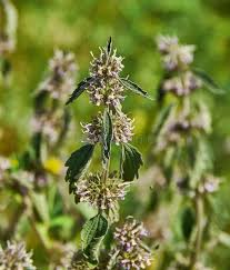 Attēlu rezultāti vaicājumam “Leonurus quinquelobatus leaf”