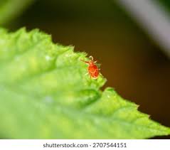 Attēlu rezultāti vaicājumam “Bryobia praetiosa”