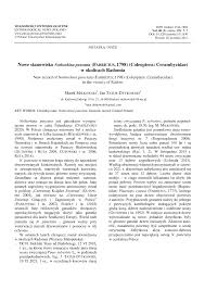 Attēlu rezultāti vaicājumam “Nothorhina punctata”