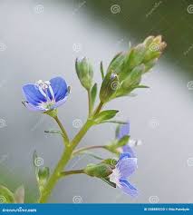 Attēlu rezultāti vaicājumam “Veronica beccabunga bud”