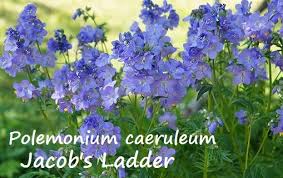 Attēlu rezultāti vaicājumam “Polemonium caeruleum bud”