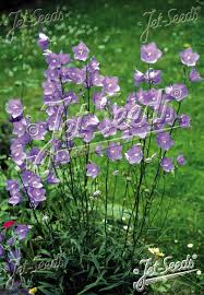 Image result for Campanula persicifolia