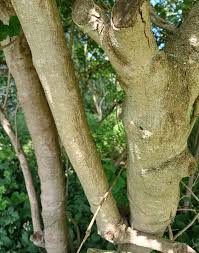 Attēlu rezultāti vaicājumam “Viburnum opulus bud”