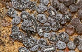 Attēlu rezultāti vaicājumam “Physarum viride var. aurantium macro”