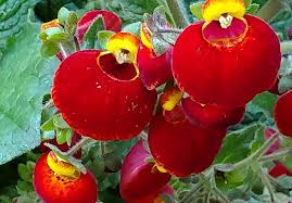 Image result for Calceolaria