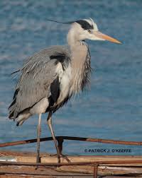 Attēlu rezultāti vaicājumam “Ardea cinerea adult”