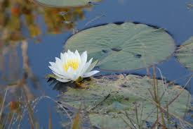 Attēlu rezultāti vaicājumam “Nymphaea alba flower”