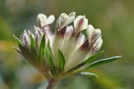 Attēlu rezultāti vaicājumam “Anthyllis maritima flower”