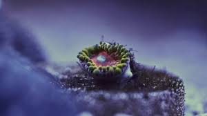 Attēlu rezultāti vaicājumam “Lamproderma ovoideum macro”