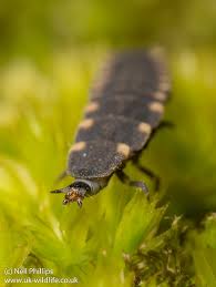 Attēlu rezultāti vaicājumam “Lampyris noctiluca larva”
