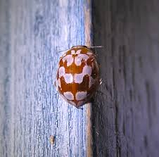 Attēlu rezultāti vaicājumam “Myrrha octodecimguttata”