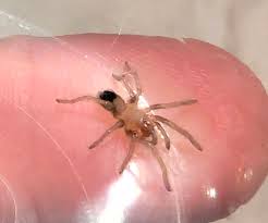 Image result for pheega