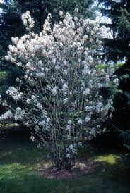 Attēlu rezultāti vaicājumam “Amelanchier canadensis”