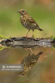 Attēlu rezultāti vaicājumam “Turdus philomelos adult”