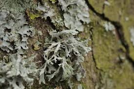 Attēlu rezultāti vaicājumam “Evernia prunastri”