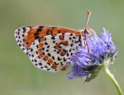 Attēlu rezultāti vaicājumam “Melitaea didyma male”