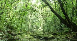 Image result for лес,