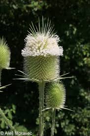Image result for Dipsacus laciniatus