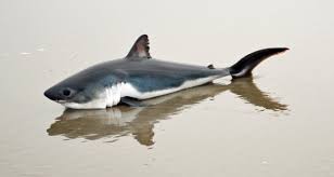 Image result for Lamna ditropis