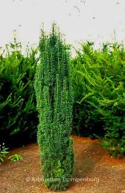 Attēlu rezultāti vaicājumam “Taxus”