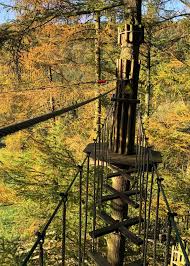 Image result for Go Ape! Dalby