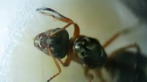 Attēlu rezultāti vaicājumam “Cribraria rufa young”