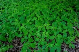 Attēlu rezultāti vaicājumam “Impatiens parviflora leaf”