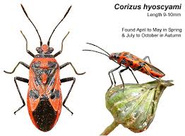Attēlu rezultāti vaicājumam “Corizus hyoscyami”