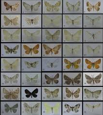 Attēlu rezultāti vaicājumam “Geometridae”