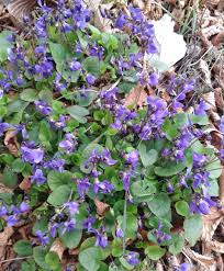 Image result for Viola odorata