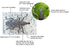 Attēlu rezultāti vaicājumam “Cleonis pigra”