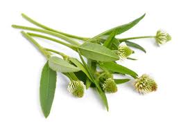 Attēlu rezultāti vaicājumam “Trifolium montanum”