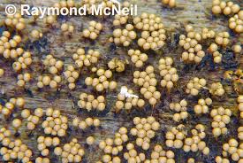 Attēlu rezultāti vaicājumam “Hemitrichia clavata”