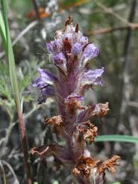 Attēlu rezultāti vaicājumam “Orobanche coerulescens”