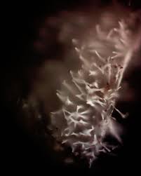 Attēlu rezultāti vaicājumam “Badhamiopsis sp.”