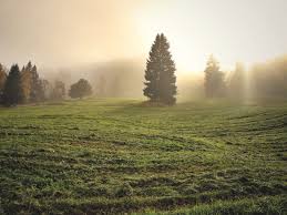 Image result for лес,